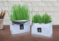 BloomNBoom Cat Grass