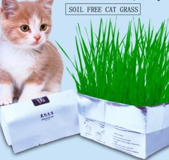 BloomNBoom Cat Grass