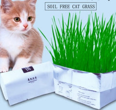 BloomNBoom Cat Grass