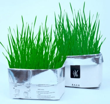 BloomNBoom Cat Grass